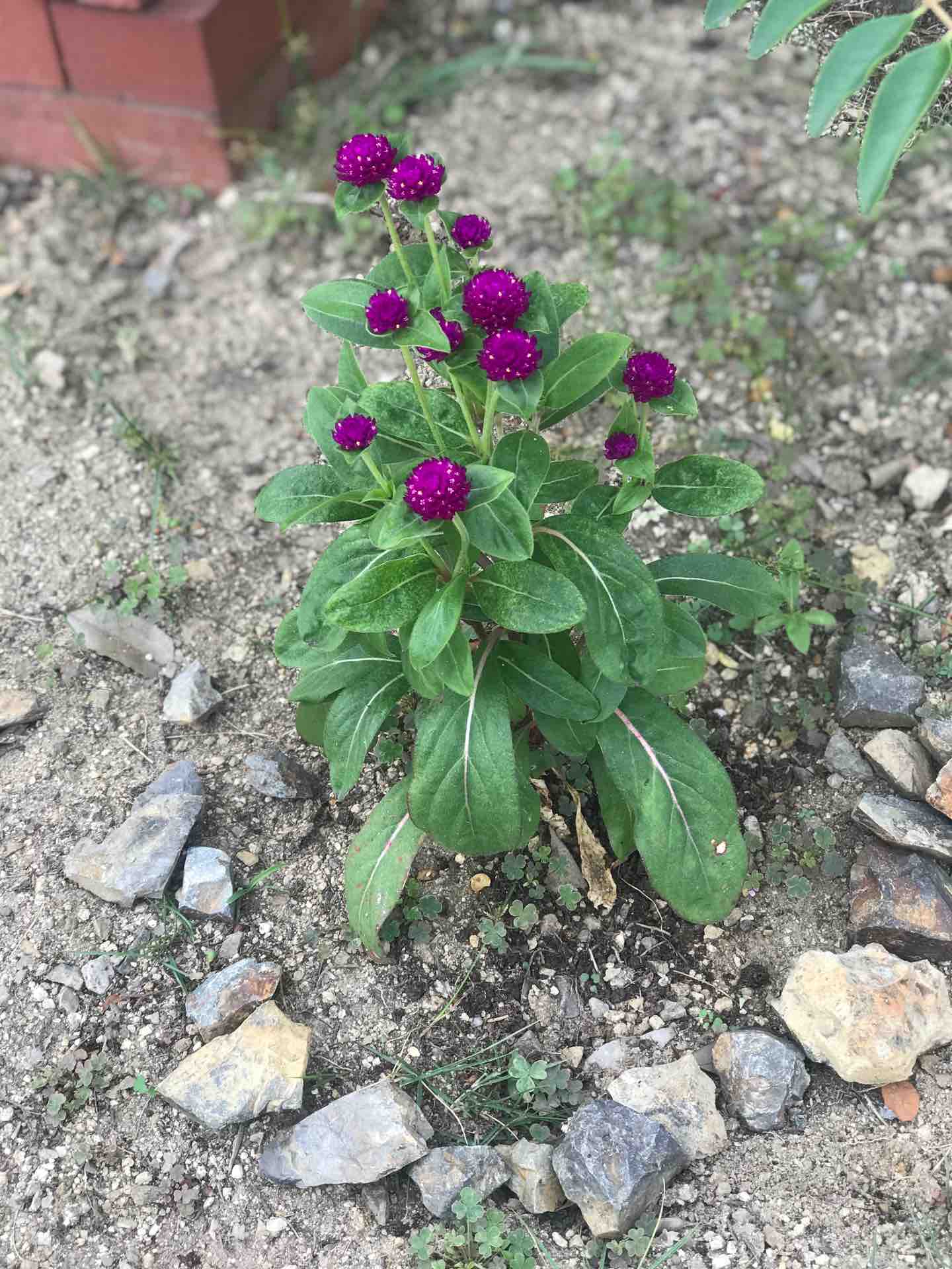 千日紅 旅する惑星