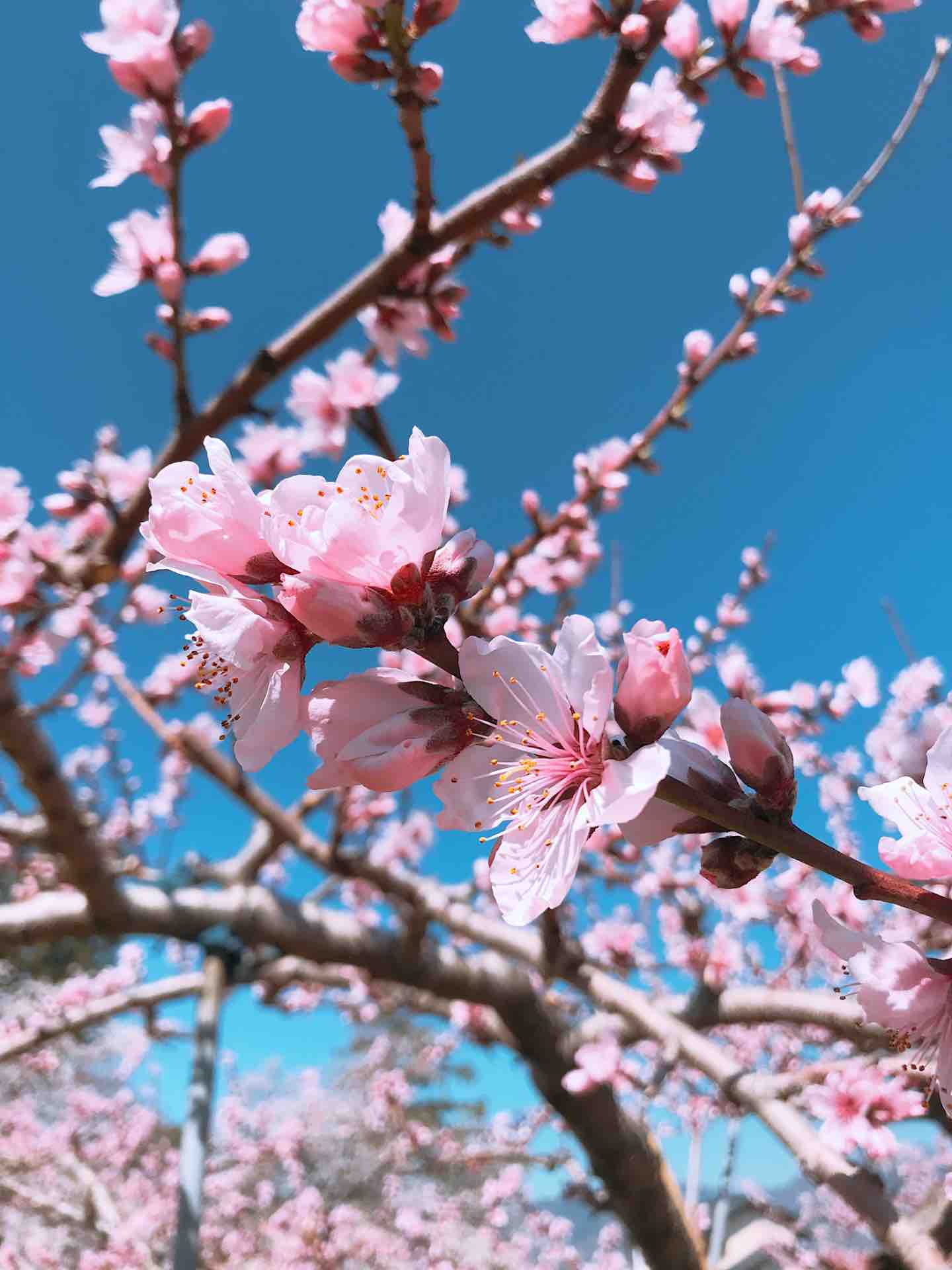 夢の春景色 桃と桜と菜の花の中で 旅する惑星