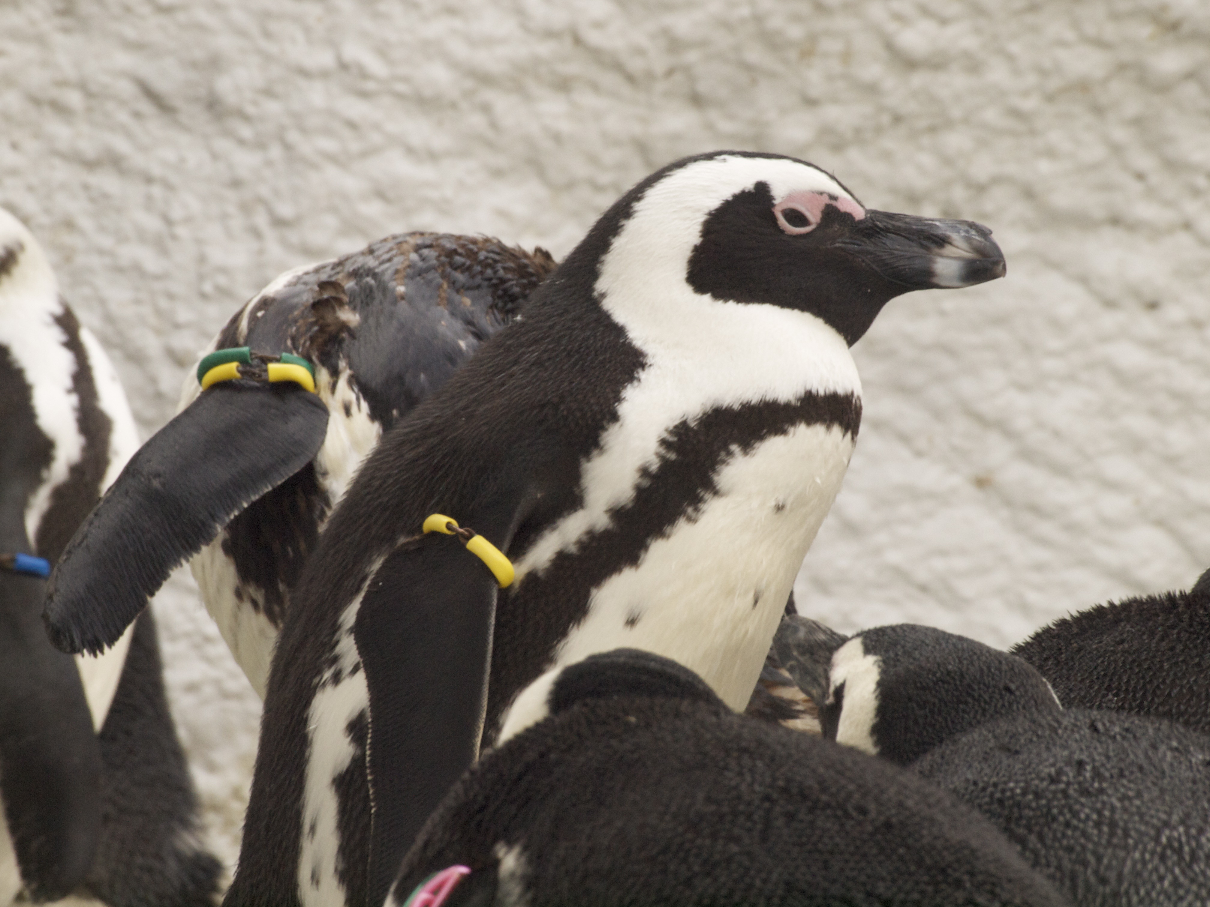 ぶら散歩 上野動物園編 ペンギン 隅っこ