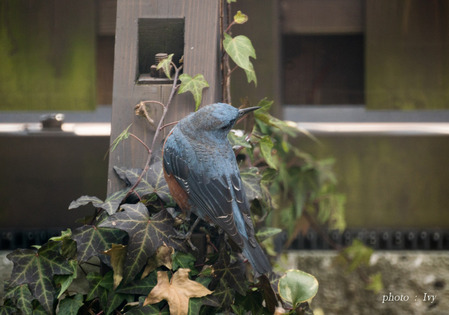 青い鳥