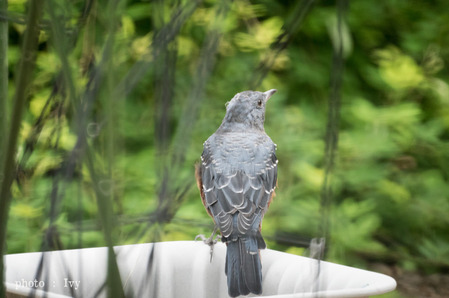 雛から成鳥へ