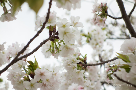 sakura