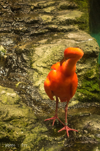 ショウジョウトキ