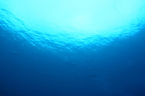 dIMG_0390