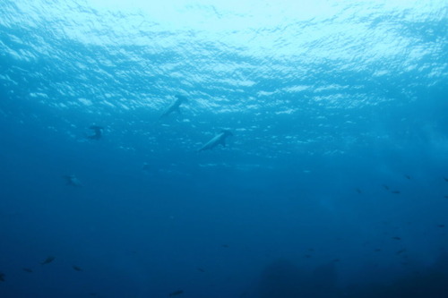 dIMG_0630