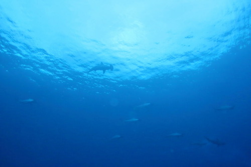 dIMG_0396