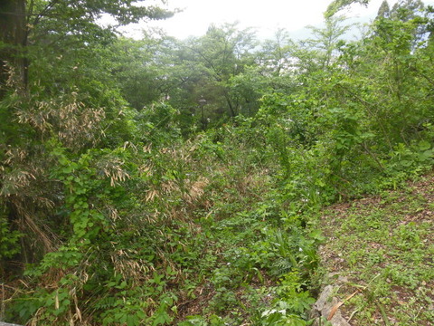 CIMG1250