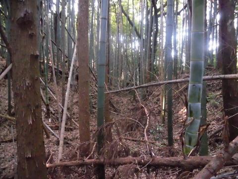 CIMG0021