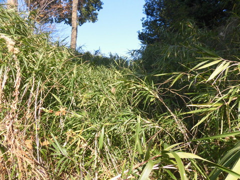 CIMG5599