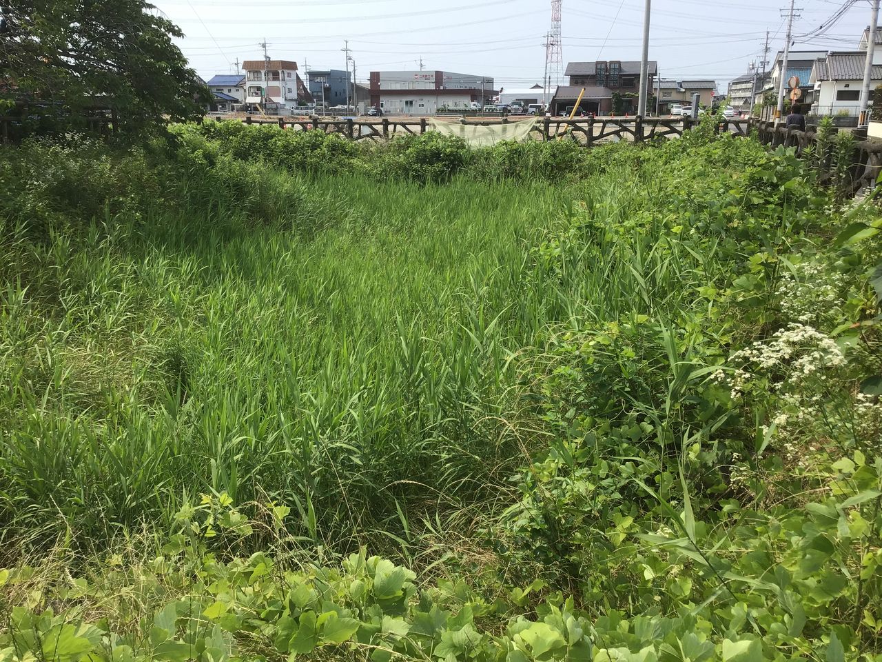 再訪 黒野城跡 マリンブルーの城攻めと食べ歩きの日記 再訪 黒野城跡 マリンブルーの城攻めと食べ歩きの日記
