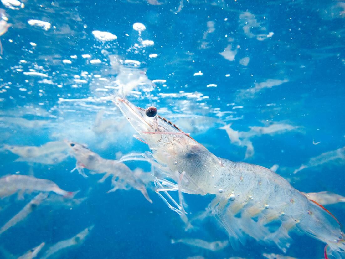 MarineFoodsNews : ニッスイ陸上エビ養殖