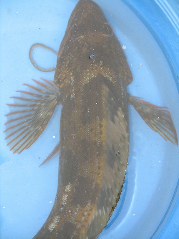 ホスト久しぶりの登場 なんと １２回目 浄土ヶ浜 釣りバカ日誌