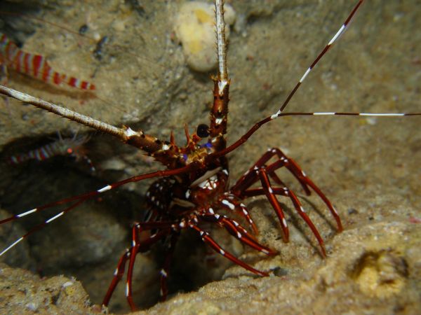 カノコイセエビはかわいそう 沖縄ダイビングの沖縄マリンポイント カノコイセエビはかわいそう 沖縄ダイビングの沖縄マリンポイント