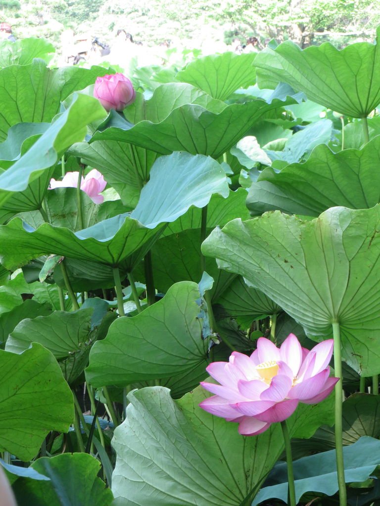 蓮の花を見に行ってきました ハコニワのすみっこ