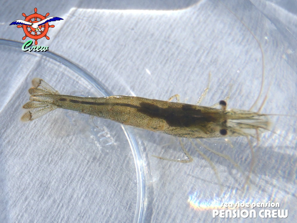 13 03 25 ヌマエビのいる池 田海ヶ池産のエビ 糸魚川 海の宿 ペンション クルー 若旦那の日記 糸魚川 宿泊 釣り船 海水浴 ﾎﾀﾙｲｶ ｼｭﾉｰｹﾙ ﾌﾞﾛｸﾞ Pension Crew