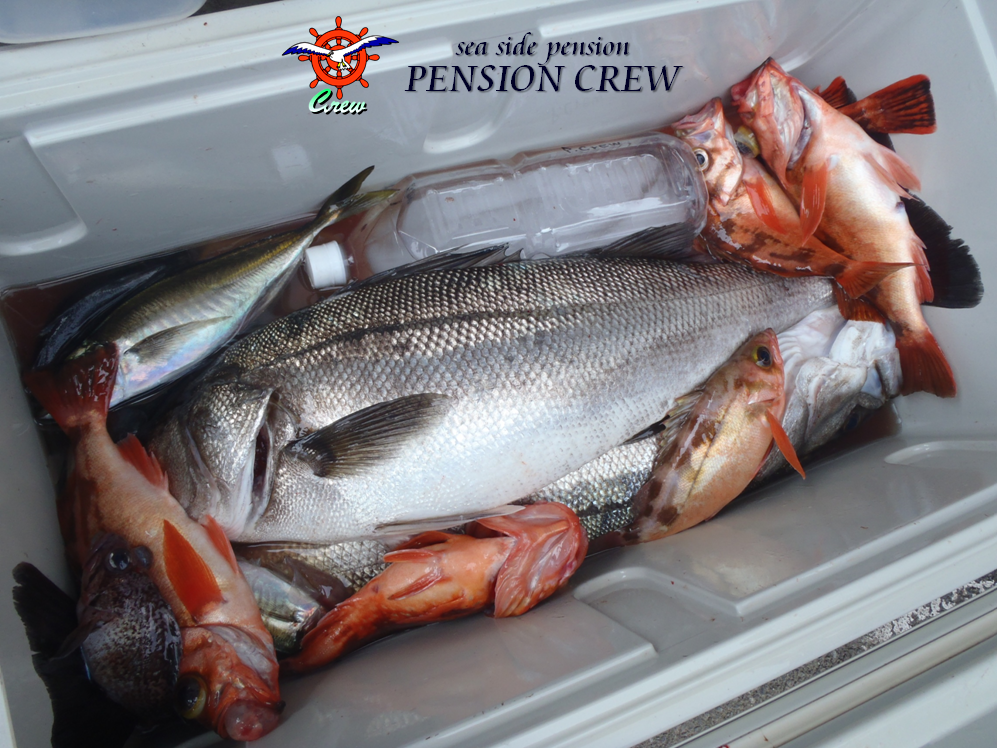 13 05 10 ホタルイカで魚を釣る 糸魚川 海の宿 ペンション クルー 若旦那の日記 糸魚川 宿泊 釣り船 海水浴 ﾎﾀﾙｲｶ ｼｭﾉｰｹﾙ ﾌﾞﾛｸﾞ Pension Crew