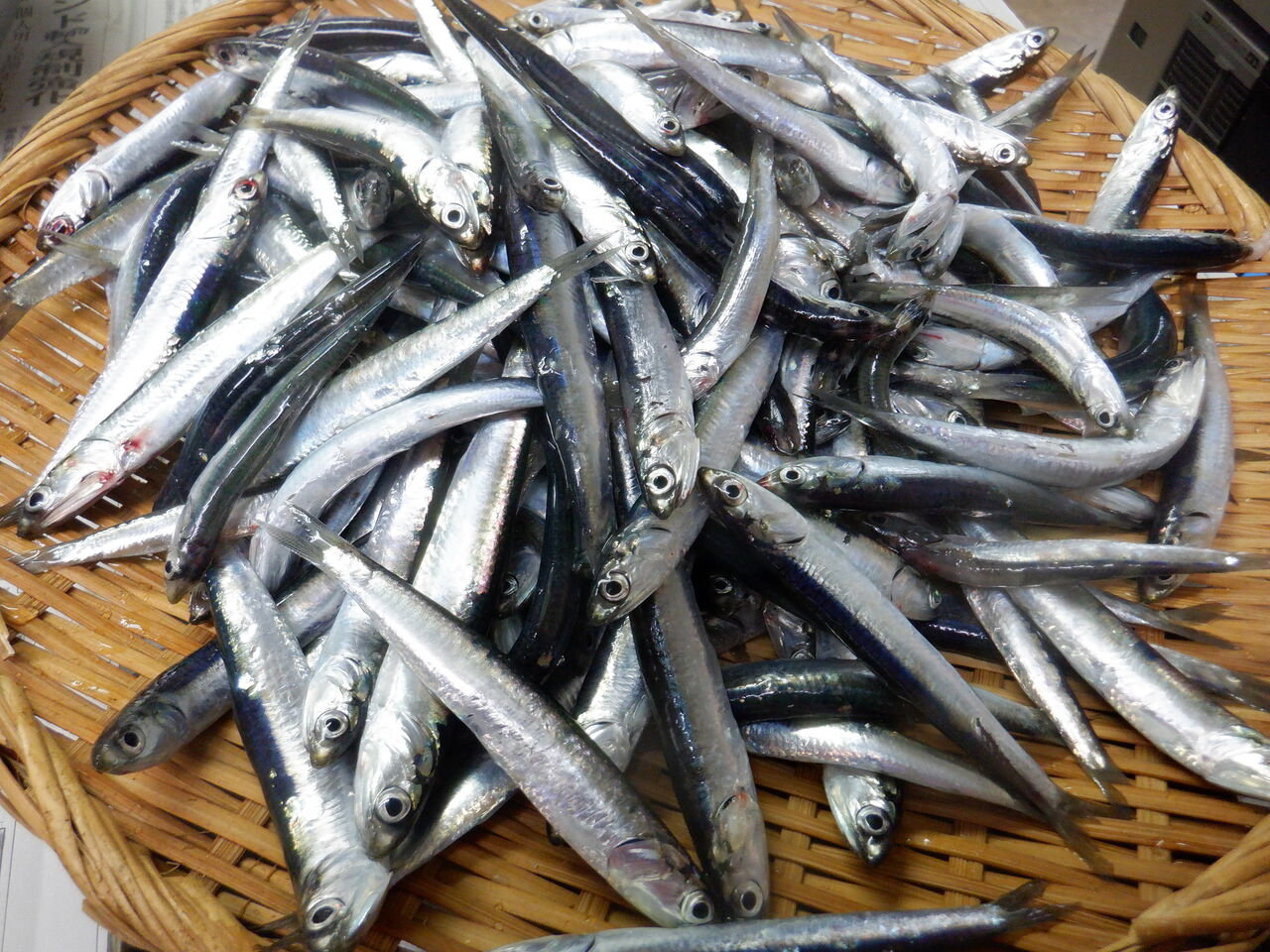 21 01 29 自家製 アンチョビ オイルサーディン 糸魚川 海の宿 ペンション クルー 若旦那の日記 糸魚川 宿泊 釣り船 海水浴 ホタルイカ シュノーケル ブログ Pension Crew 21 01 29 自家製 アンチョビ オイルサーディン 糸魚川 海の宿 ペンション クルー 若旦那の日記 糸魚川 宿泊 釣り船 海水浴 ホタルイカ シュノーケル ブログ Pension Crew