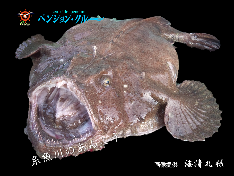 16 01 16 本日より 日本海 糸魚川 荒波あんこうフェア スタート 糸魚川 海の宿 ペンション クルー 若旦那の日記 糸魚川 宿泊 釣り船 海水浴 ホタルイカ シュノーケル ブログ Pension Crew 16 01 16 本日より 日本海 糸魚川 荒波あんこうフェア スタート 糸魚川 海の宿 ペンション クルー 若旦那の日記 糸魚川 宿泊 釣り船 海水浴 ホタルイカ シュノーケル ブログ Pension Crew