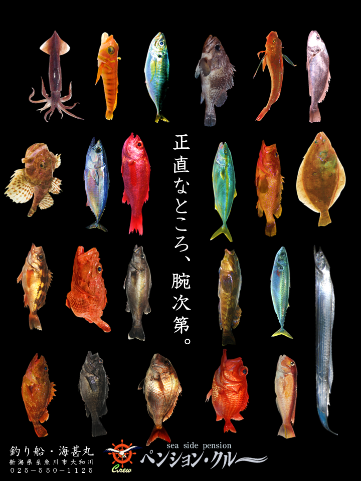 14 07 11 糸魚川の釣り 魚種の宝庫 新潟県 釣り船 糸魚川 海の宿 ペンション クルー 若旦那の日記 糸魚川 宿泊 釣り船 海水浴 ﾎﾀﾙｲｶ ｼｭﾉｰｹﾙ ﾌﾞﾛｸﾞ Pension Crew