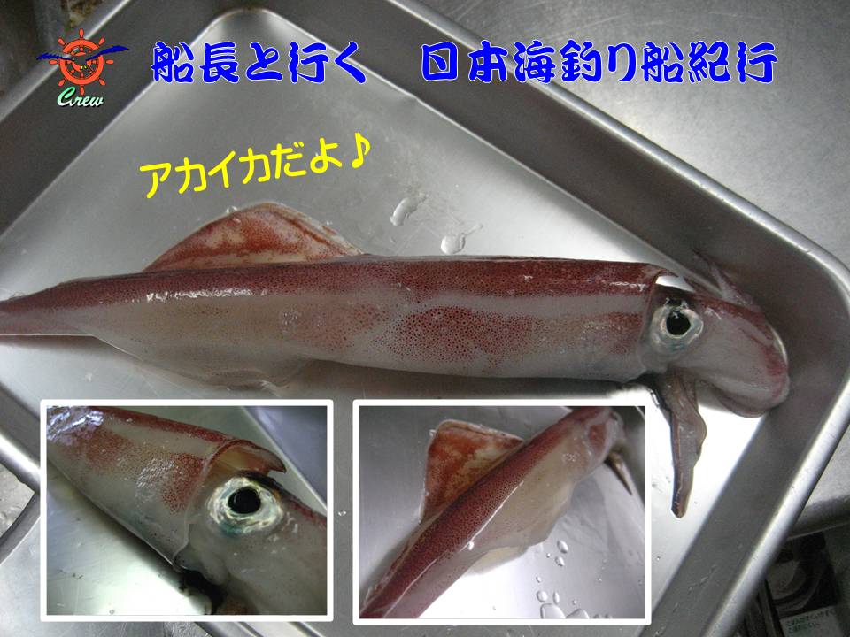 イカ釣りができる宿 糸魚川 釣り船 糸魚川 海の宿 ペンション クルー 若旦那の日記 糸魚川 宿泊 釣り船 海水浴 ﾎﾀﾙｲｶ ｼｭﾉｰｹﾙ ﾌﾞﾛｸﾞ Pension Crew