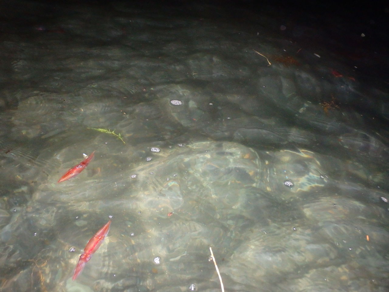 18 04 19 蛍烏賊の茹で方 ベストは 分 糸魚川 海の宿 ペンション クルー 若旦那の日記 糸魚川 宿泊 釣り船 海水浴 ホタルイカ シュノーケル ブログ Pension Crew 18 04 19 蛍烏賊の茹で方 ベストは 分 糸魚川 海の宿 ペンション クルー 若旦那の日記 糸魚川 宿泊 釣り船 海水浴 ホタルイカ シュノーケル ブログ Pension Crew