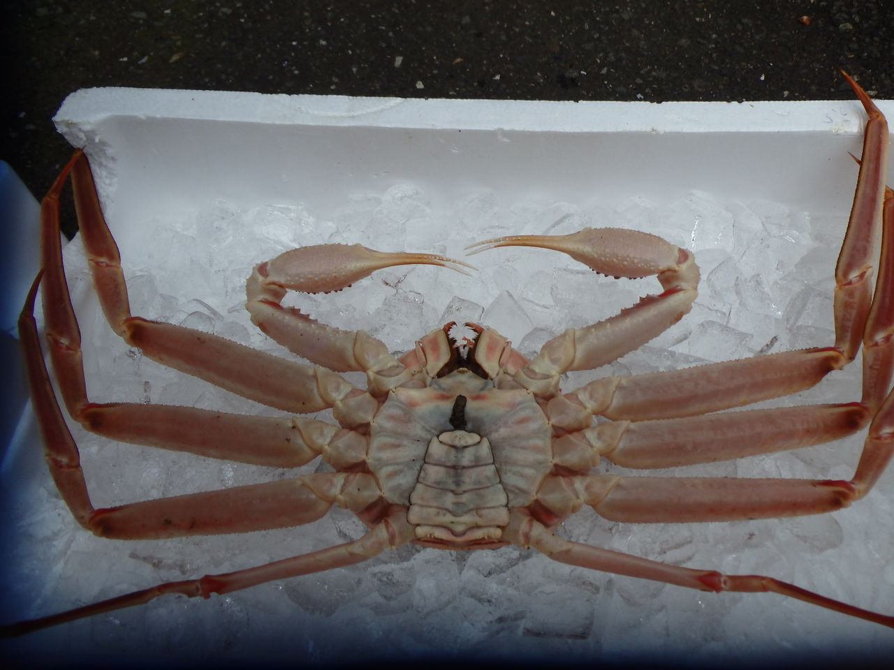 18 12 03 冬は蟹 糸魚川産の蟹を食べて縁起担ぎ 糸魚川 海の宿 ペンション クルー 若旦那の日記 糸魚川 宿泊 釣り船 海水浴 ホタルイカ シュノーケル ブログ Pension Crew 18 12 03 冬は蟹 糸魚川産の蟹を食べて縁起担ぎ 糸魚川 海の宿 ペンション クルー 若旦那の日記 糸魚川 宿泊 釣り船 海水浴 ホタルイカ シュノーケル ブログ Pension Crew