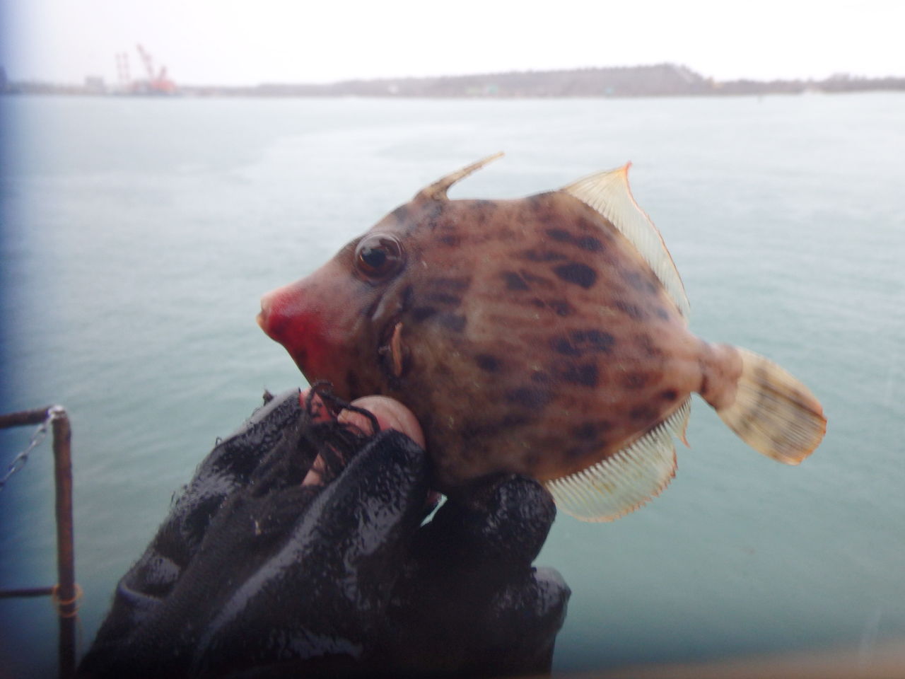 18 12 08 冬の堤防釣り カワハギを釣りたい 糸魚川 海の宿 ペンション クルー 若旦那の日記 糸魚川 宿泊 釣り船 海水浴 ホタルイカ シュノーケル ブログ Pension Crew 18 12 08 冬の堤防釣り カワハギを釣りたい 糸魚川 海の宿 ペンション クルー 若旦那の日記 糸魚川 宿泊 釣り船 海水浴 ホタルイカ シュノーケル ブログ Pension Crew