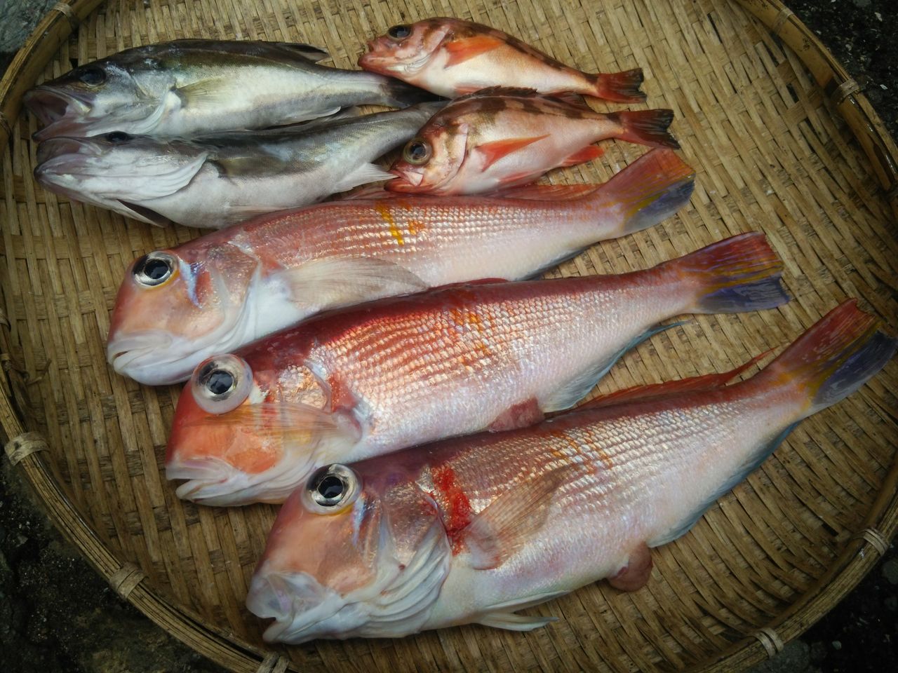 14 09 18 甘鯛 アマダイ 釣れる 糸魚川 釣り船 海甚丸 糸魚川 海の宿 ペンション クルー 若旦那の日記 糸魚川 宿泊 釣り船 海水浴 ホタルイカ シュノーケル ブログ Pension Crew 14 09 18 甘鯛 アマダイ 釣れる 糸魚川 釣り船 海甚丸 糸魚川 海の宿 ペンション クルー 若旦那の日記 糸魚川 宿泊 釣り船 海水浴 ホタルイカ シュノーケル ブログ Pension Crew
