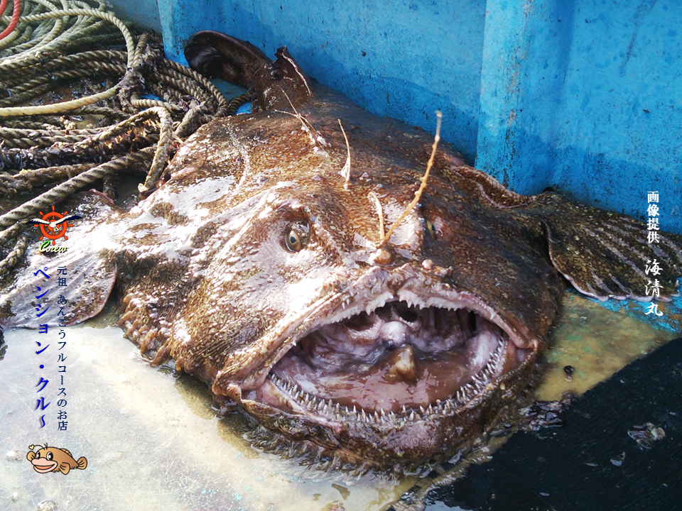16 01 あんこう料理特集 Anco Sキッチン あんこう鍋 雑炊 糸魚川 海の宿 ペンション クルー 若旦那の日記 糸魚川 宿泊 釣り船 海水浴 ホタルイカ シュノーケル ブログ Pension Crew 16 01 あんこう料理特集 Anco Sキッチン あんこう鍋 雑炊 糸魚川 海の宿 ペンション クルー 若旦那の日記 糸魚川 宿泊 釣り船 海水浴 ホタルイカ シュノーケル ブログ Pension Crew