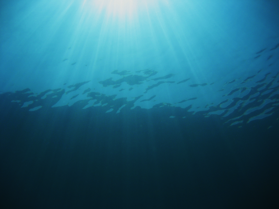 2024-Pcrew_Ocean (1)