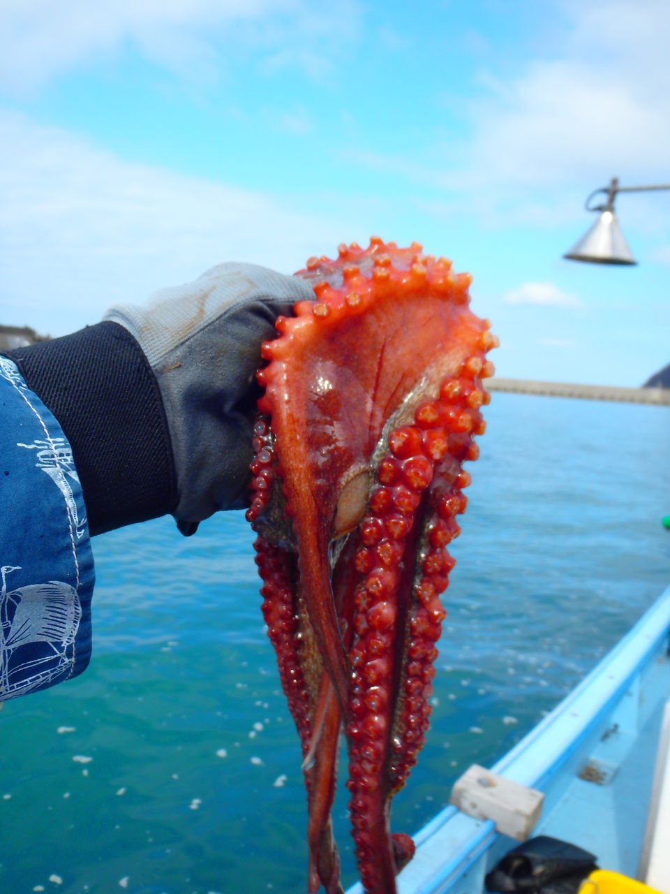 15 03 07 タコ 手に入る 釣り船 海甚丸 糸魚川 海の宿 ペンション クルー 若旦那の日記 糸魚川 宿泊 釣り船 海水浴 ホタルイカ シュノーケル ブログ Pension Crew 15 03 07 タコ 手に入る 釣り船 海甚丸 糸魚川 海の宿 ペンション クルー 若旦那の日記 糸魚川 宿泊 釣り船 海水浴 ホタルイカ シュノーケル ブログ Pension Crew