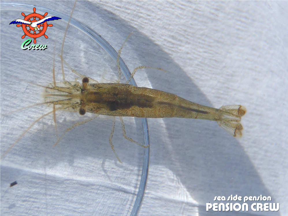 13 03 25 ヌマエビのいる池 田海ヶ池産のエビ 糸魚川 海の宿 ペンション クルー 若旦那の日記 糸魚川 宿泊 釣り船 海水浴 ﾎﾀﾙｲｶ ｼｭﾉｰｹﾙ ﾌﾞﾛｸﾞ Pension Crew