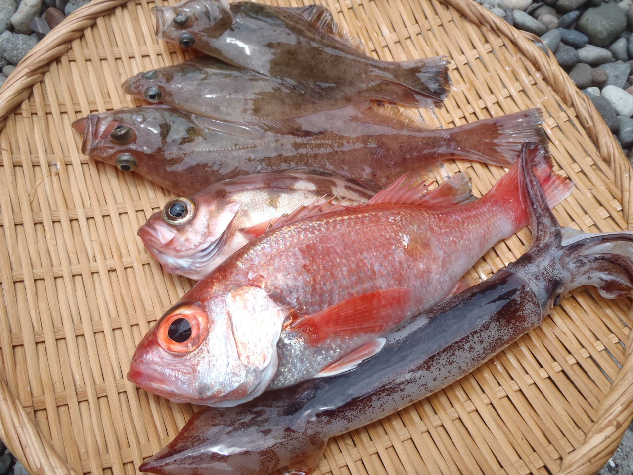 12 06 29 アカムツ ノドグロ を釣ろう 糸魚川 釣り船 海甚丸 糸魚川 海の宿 ペンション クルー 若旦那の日記 糸魚川 宿泊 釣り船 海水浴 ﾎﾀﾙｲｶ ｼｭﾉｰｹﾙ ﾌﾞﾛｸﾞ Pension Crew