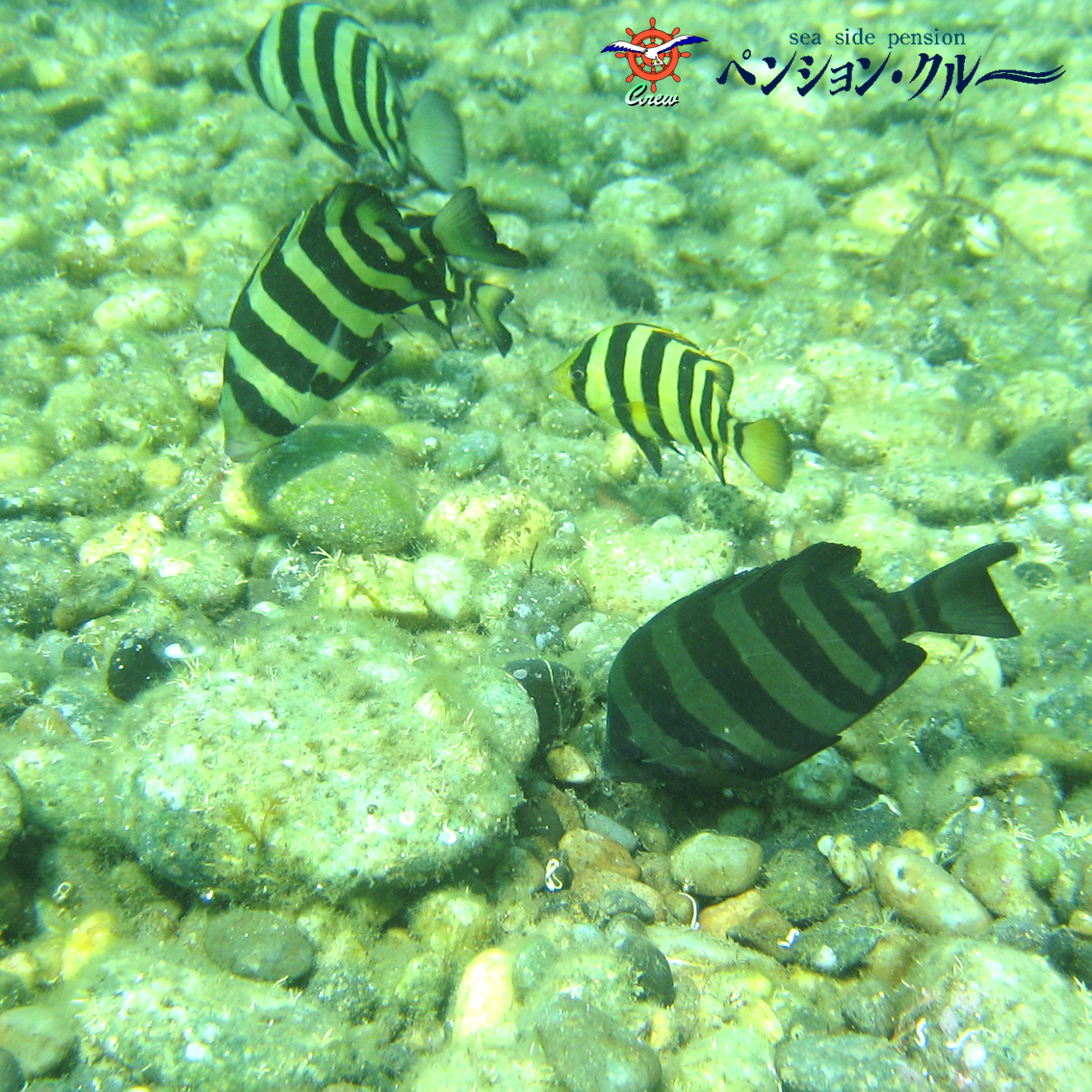 2025³¤¤ÇÍ·¤Ö²Æ-04