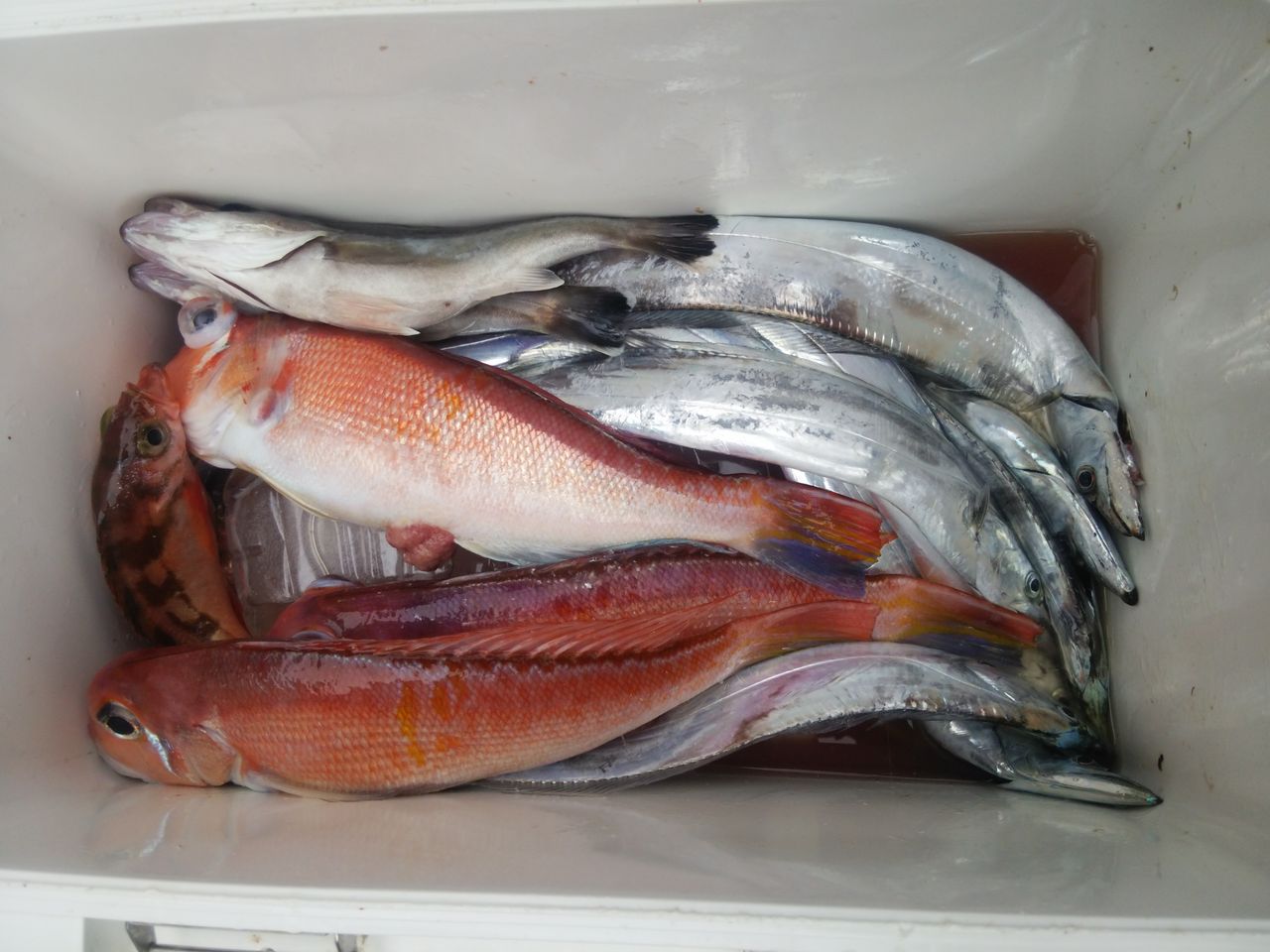 14 09 18 甘鯛 アマダイ 釣れる 糸魚川 釣り船 海甚丸 糸魚川 海の宿 ペンション クルー 若旦那の日記 糸魚川 宿泊 釣り船 海水浴 ホタルイカ シュノーケル ブログ Pension Crew 14 09 18 甘鯛 アマダイ 釣れる 糸魚川 釣り船 海甚丸 糸魚川 海の宿 ペンション クルー 若旦那の日記 糸魚川 宿泊 釣り船 海水浴 ホタルイカ シュノーケル ブログ Pension Crew