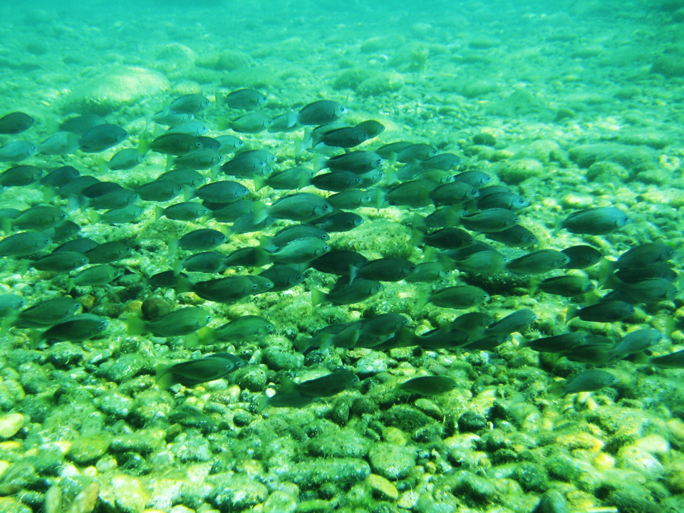 2024-Pcrew_Ocean (7)