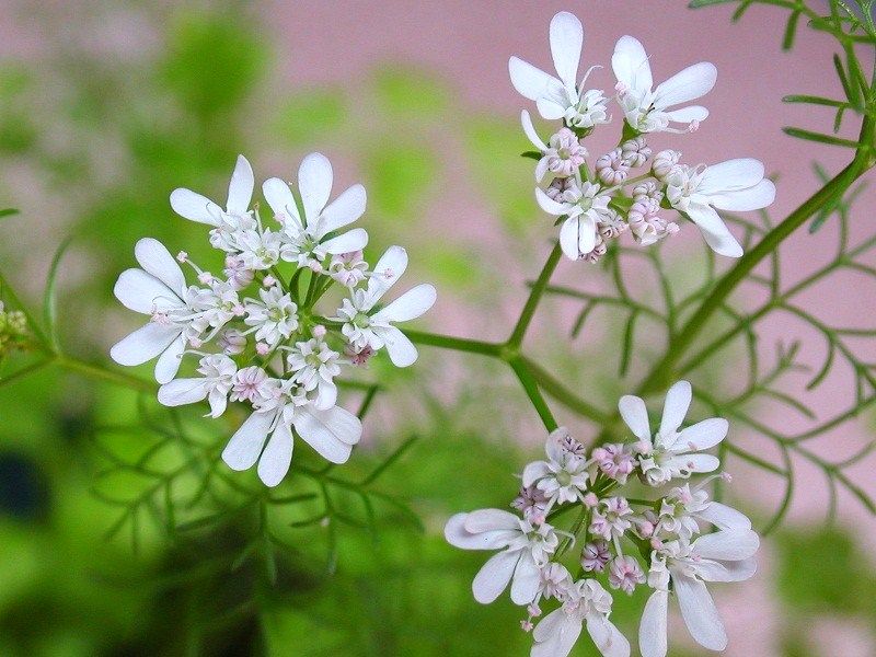 コリアンダーの花 胡蝶の夢 メキシコ篇 コリアンダーの花 胡蝶の夢 メキシコ篇