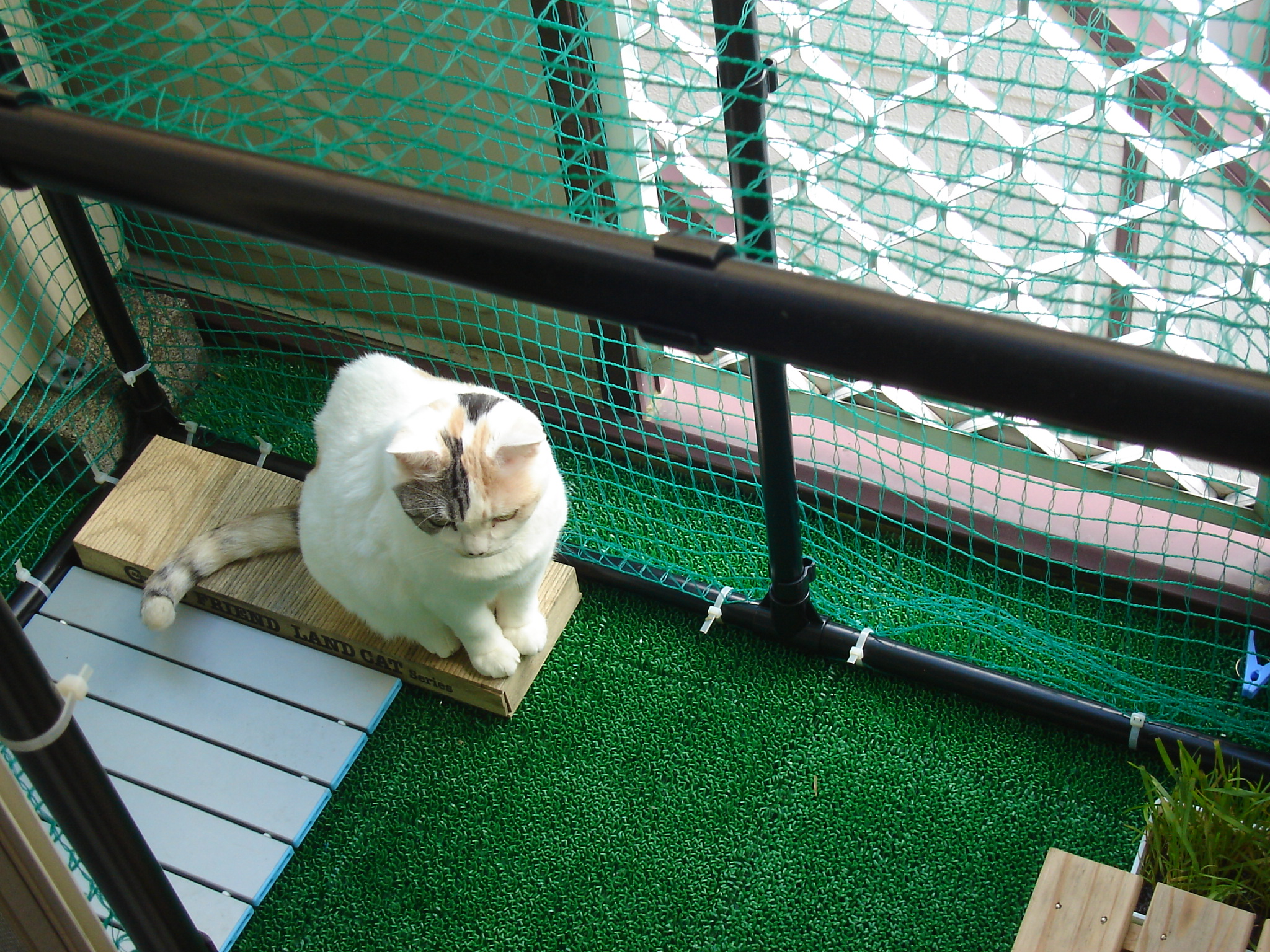 こだわりのベランダ 血統書付き室内飼いの捨て猫 マリさんblog