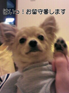 長 いお留守番 愛犬チワワ マークの成長日記 長 いお留守番 愛犬チワワ マークの成長日記