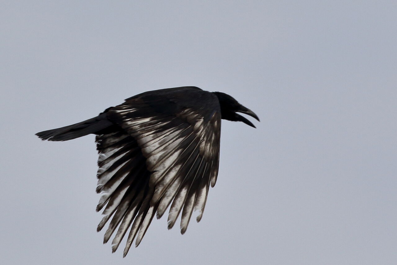 カラスの羽が一部白い カワセミ その他 Mark2clubのblog カラスの羽が一部白い カワセミ その他 Mark2clubのblog