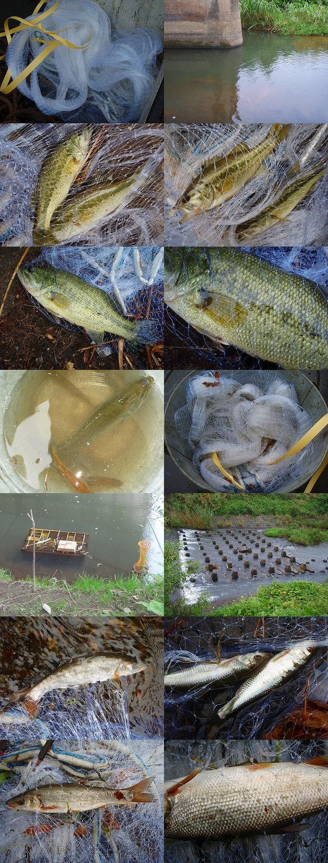 投網に挑戦してブラックバスを大漁捕獲 小林ペイントのブログへようこそ 福島県 中島村