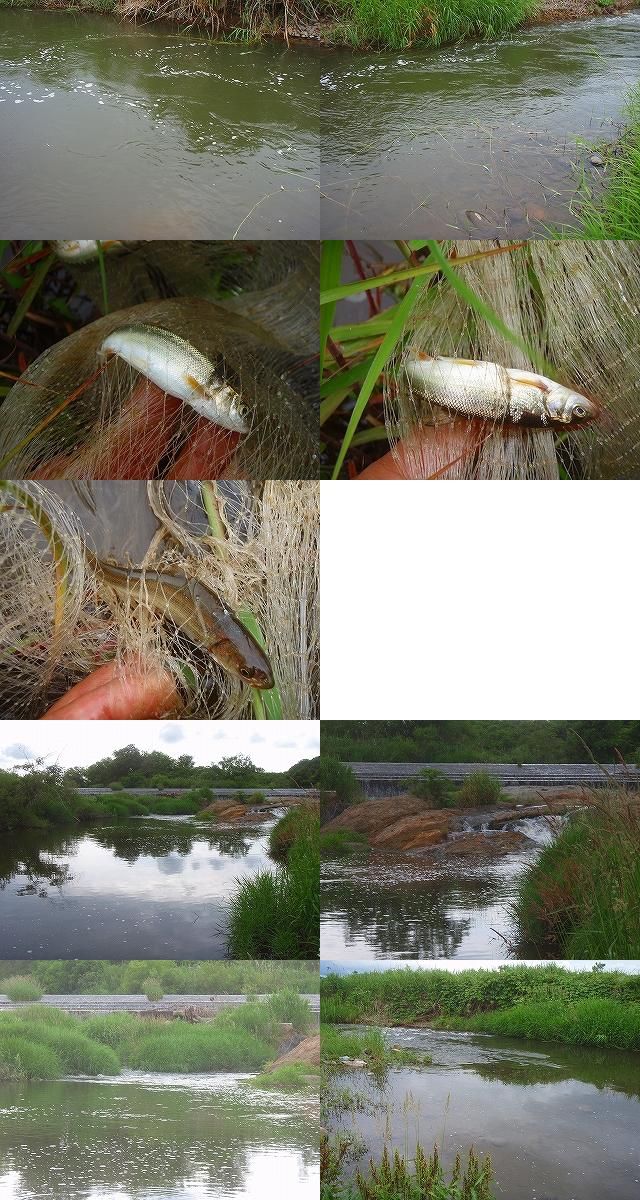 阿武隈川で投網をしてウグイを大量捕獲に成功 小林ペイントのブログへようこそ 福島県 中島村 阿武隈川で投網をしてウグイを大量捕獲に成功 小林ペイントのブログへようこそ 福島県 中島村
