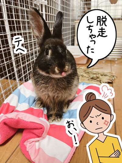 お転婆ウサ子 脱走 初めてのウサギ