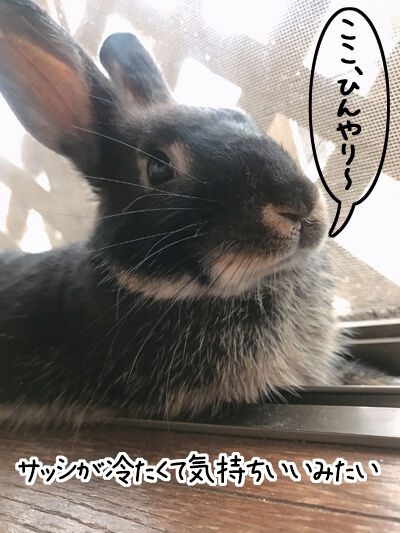 涼しいところ見つけた 初めてのウサギ