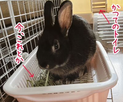 次々と増えるトイレの場所 主婦のうさぎ飼育日記