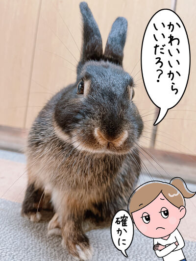 新学期スタート うさぎは相変わらず 主婦 はじめてうさぎを飼う