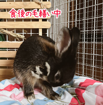 次々と増えるトイレの場所 主婦のうさぎ飼育日記