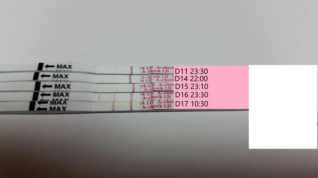 排卵検査薬 タイミング