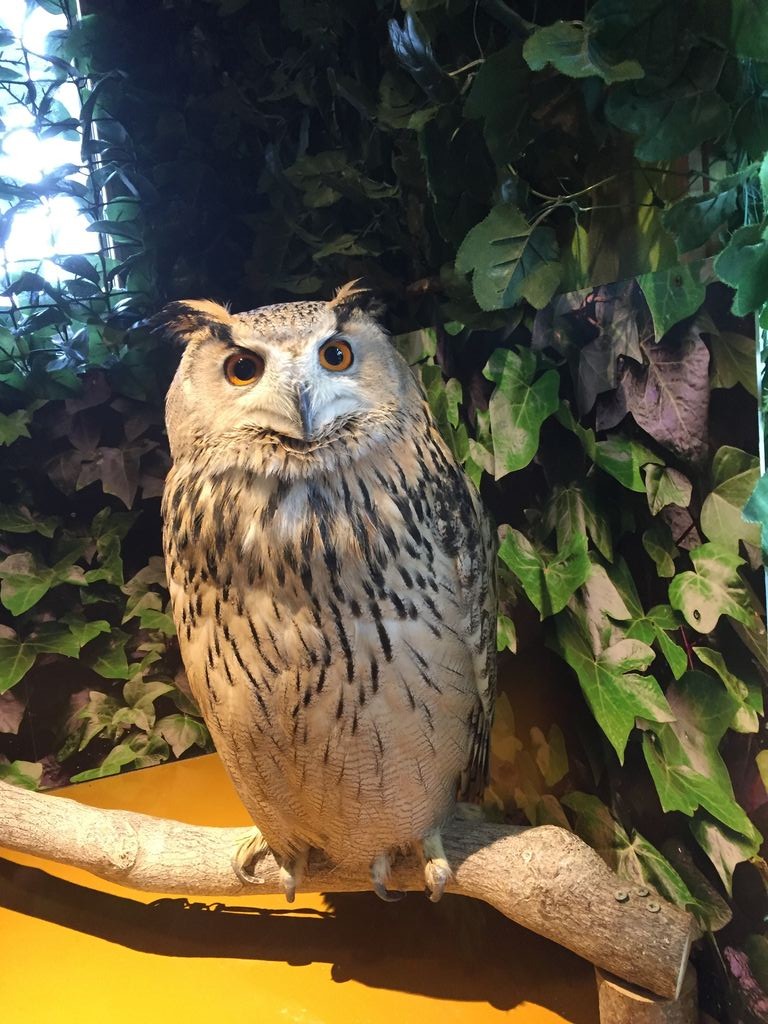 倉敷美観地区にある 倉敷ふくろうの森 ゆりぽんのにっきちょう