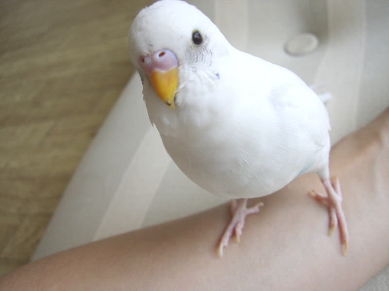 病院で オカメとセキセイ小さな家族